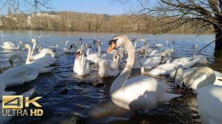 Serene Swans, Ducks and Geese Feeding by the River | 4K Ultra HD Wildlife Relaxation