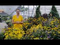 PETITTI Rudbeckia Spotlight | Grow Black Eyed Susan for Pollinators, Deer Resistance & Cut Flowers