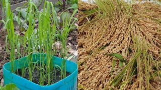 How to growing hill paddy in container / Menanam padi bukit dalam kontainer