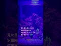 海水魚水槽立上げ28日目！マメスキマーを導入！ マメスキマー3