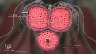 【性学科普】男性高潮过程3D动画