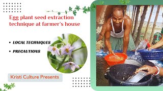 Seed Extraction Technique of Egg Plant at Farmer's house. কৃষকের বাড়িতে বেগুন বীজ সংগ্রহ কৌশল।