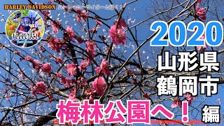 【FXDL】2020 山形県鶴岡市梅林公園へ！編