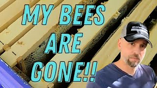 🐝 Where Did Our Bees Go? | Our Hive is Empty 🐝