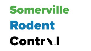 Rodent Control in Somerville, MA - A PSA