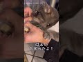 呼んだら駆け足で飼い主の元に走ってくる短足猫が可愛すぎた... 猫 マンチカン shorts