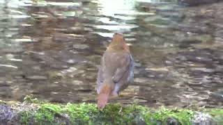 駒鳥(Japanese  Robin) ②