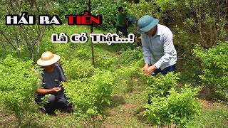 Team BẢN SẮC DÂN TỘC Đi Tìm Đặc Sản Để Phát Triển VÙNG ĐẤT MỚI