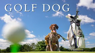 GOLF DOG!