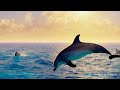 the ocean s wonders nursery rhyme kids song animals that live in the ocean