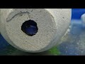 how to tell if demasoni cichlid holding eggs breeding mbuna demasoni cichlids. demasoni fry