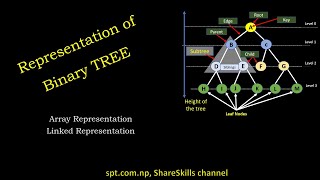 Array and Linked representation of Binary Tree with Child & parent node calculation with examples