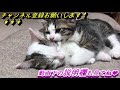 小さい頃からひのきの傍に寄っていく子猫が可愛い