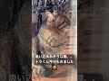 cat 地域猫 毎日我が家に来る野良猫