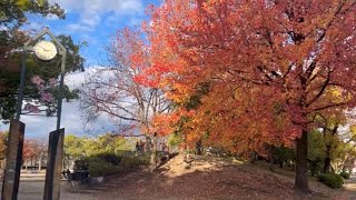 吹田市 中の島公園の紅葉 2023/12/2