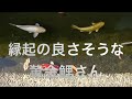 伊野天照皇大神宮参拝動画