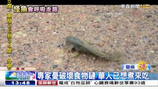 [東森新聞HD]"會走路怪魚"入侵澳洲 當地華人：把牠煮來吃