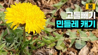 봄나물(고들빼기, 민들래, 냉이,달래) 캐기