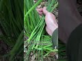 grow chives easily year round. herbs growyourownfood