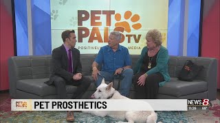 Pet Pals: Pet prosthetics