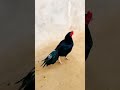 pakistani aseel birds beautiful mushka aseel love newyear nickiminaj india