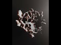 houdini x blender experimental design