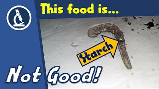 🔬 109 - How to see WORMS digest food under the microscope! | citizen science