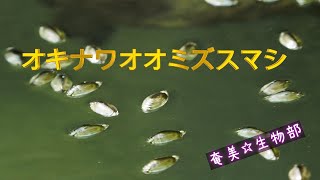 オキナワオオミズスマシ