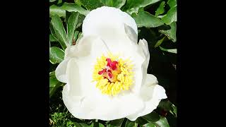 Paeonia clusii ssp. clusii colour variants