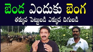 Success Story of Ladies Finger Cultivation in winter | బెండకాయ పంట సాగు ,మెలకువలు | బెండ సాగు