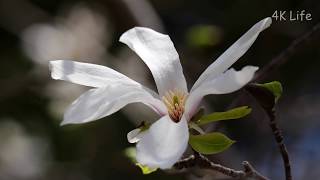 コブシ Kobushi magnolia［ 4K UHD ／ 植物 Plant ］