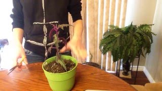 Houseplants: How to take cuttings