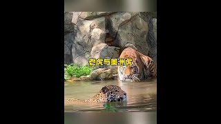 美洲虎和老虎針鋒相對#解說版動物世界 #野生動物零距離