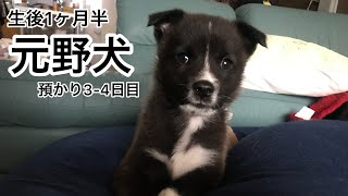 【保護犬】元野犬の預かり3-4日目