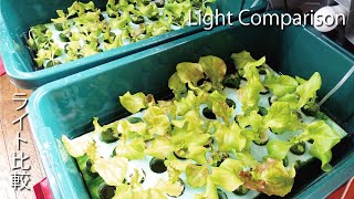 Experiment to see if the growth rate of lettuce changes with the duration of light exposure