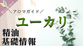 【ユーカリ精油】の基礎情報、使い方、香りの特徴、豆知識