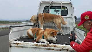 秋田犬の大香くんとアキラ