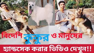 যশোরে গড়ে উঠেছে বিদেশী কুকুরের খামার ||How to know you original foreign dog||Foreign dog farm||