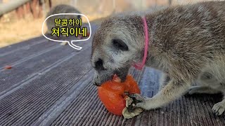 Various foods that meerkats eat