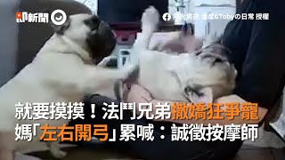 就要摸摸！法鬥犬兄弟撒嬌爭寵 媽「左右開弓」：誠徵按摩師｜寵物｜狗｜吃醋