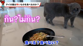 【ねこ】タイの猫は辛い料理を食べるのか？