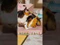 やんのかポーズ 三毛猫 shorts