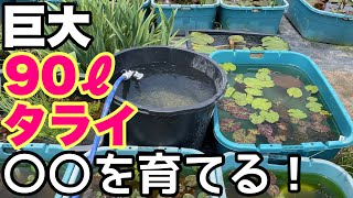 【脱サラ30代睡蓮農園開拓⑰】巨大90Lタライで○○を育てる！　メダカ睡蓮ビオトープ