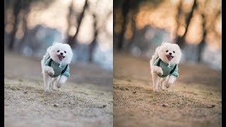 데르센의 라이트룸 강좌-반려동물촬영과 골든아워톤 구현(도서 누락본)