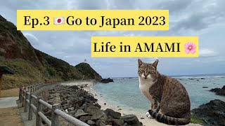 Ep.3🇯🇵 Go to Japan 2023 | 奄美大島life เกาะอามามิโอชิมะ