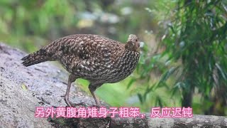 #上热门🔥 黄腹角雉是国家一级保护动物，有“鸟类大熊猫”之称。