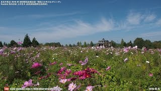 広島の風景2016秋 国営備北丘陵公園 「備北コスモスピクニック」 Part3/6 花の広場 コスモス 10.15 Hiroshima Autumn,Bihoku Hillside Park