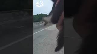 Florida police officer rescues kitten from busy highway