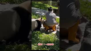 #大熊猫 #panda 神树坪大熊猫盼月崽崽：奶爸！一起玩呀！