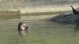 新加坡野生动物 City In Nature_ 水獭 Smooth-coated Otters In South West Singapore _ 13mar2024 8.42am